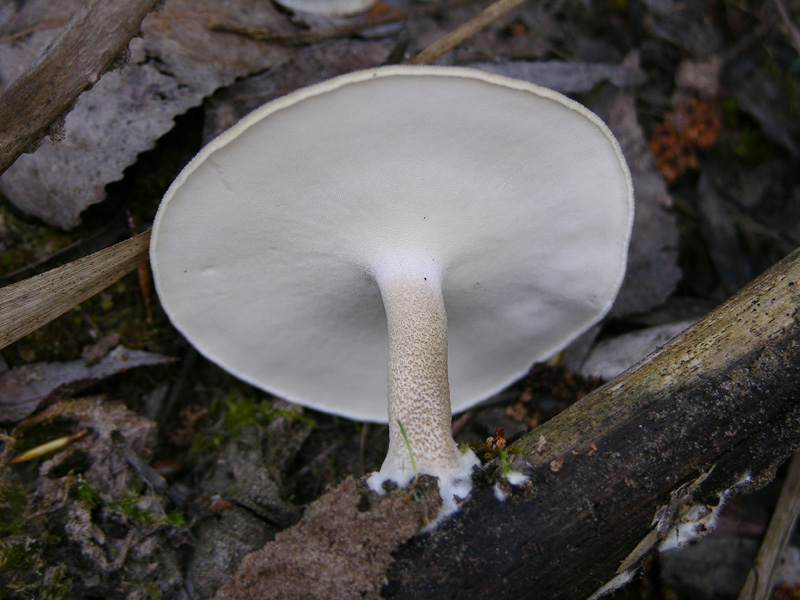 Polyporus ciliatus ?  (Polyporus arcularius)